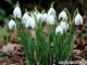 Fiore di bucaneve bianco come la neve: il primo presagio di primavera